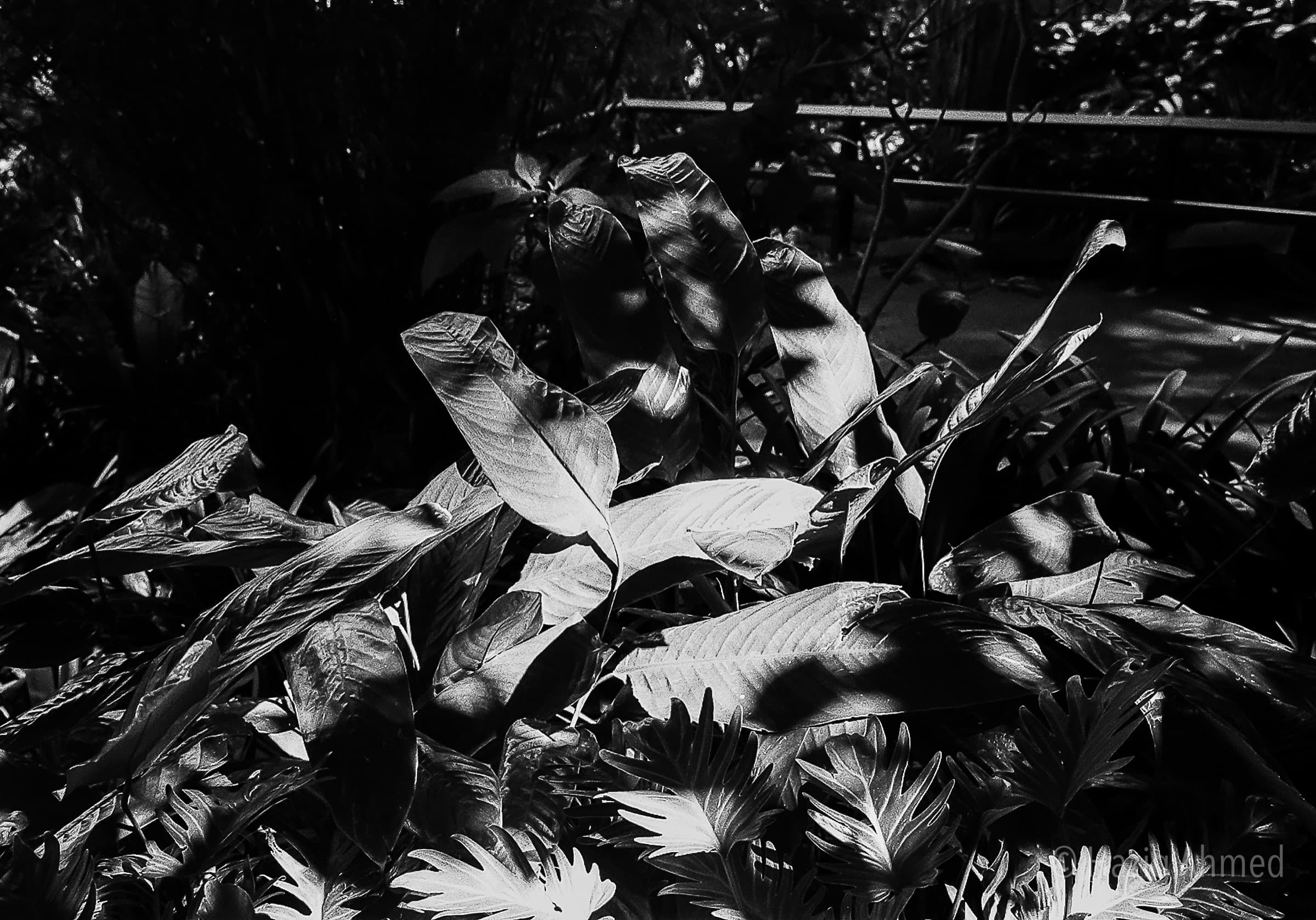 Black & White 03